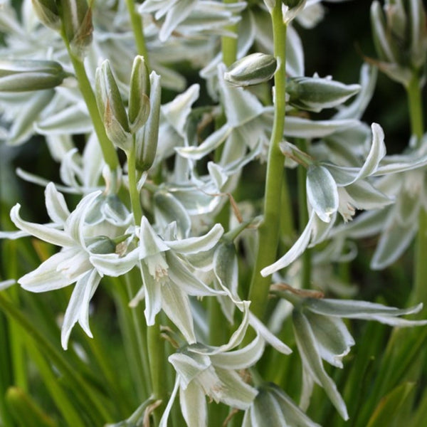 Ornithogalum nutans Silver Bells