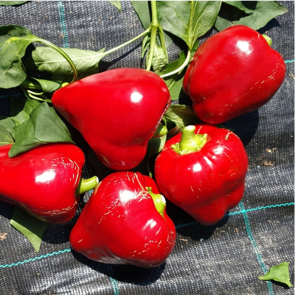 Lesya Pepper Seeds (15 Seeds)