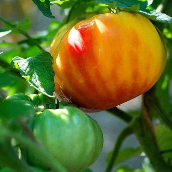 Big Rainbow Tomato Seeds (25 Seeds)