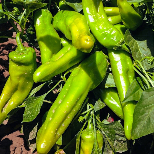 Hatch Green Chile Pepper Seeds (15 Seeds)