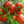 German Johnson Tomato Seeds (25 Seeds)