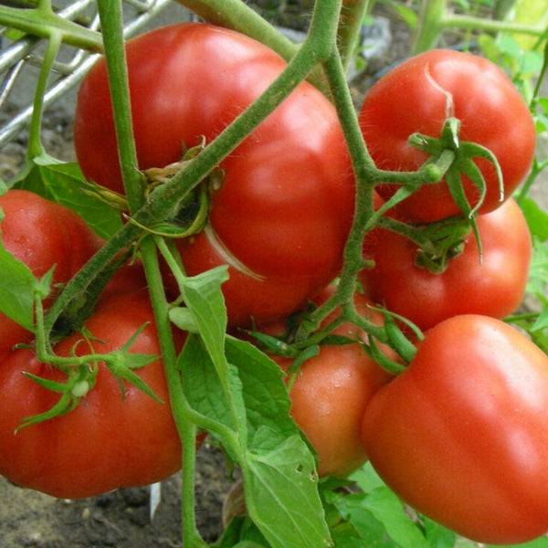 German Johnson Tomato Seeds (25 Seeds)