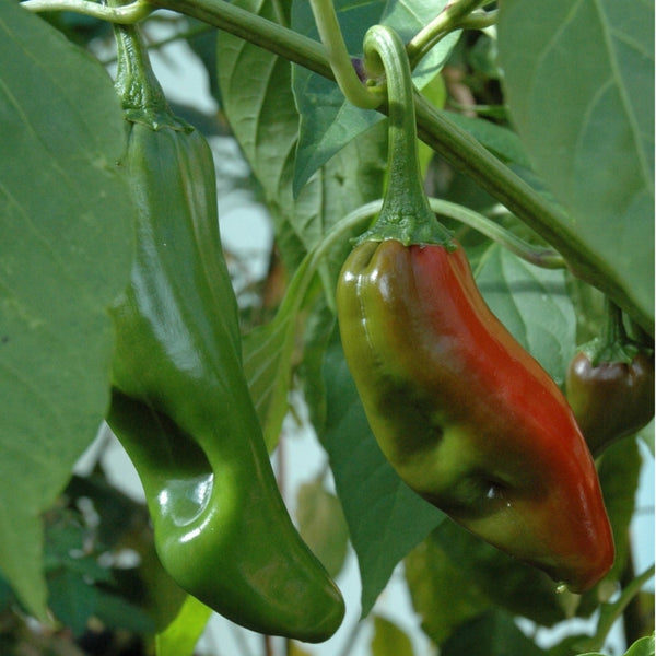 Big Jim Pepper Seeds (15 Seeds)