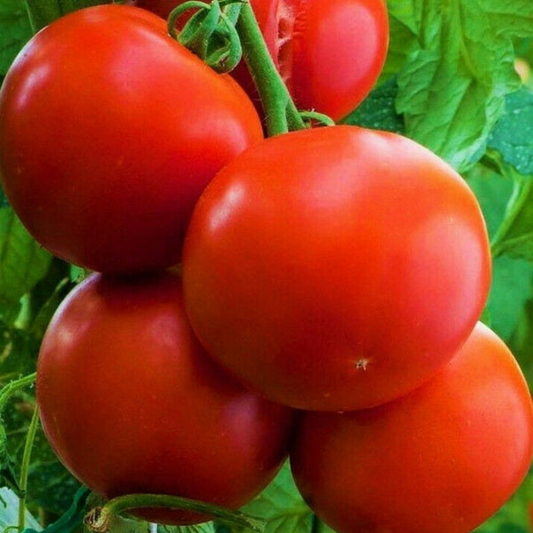 Ace 55 Tomato Seeds (25 Seeds)