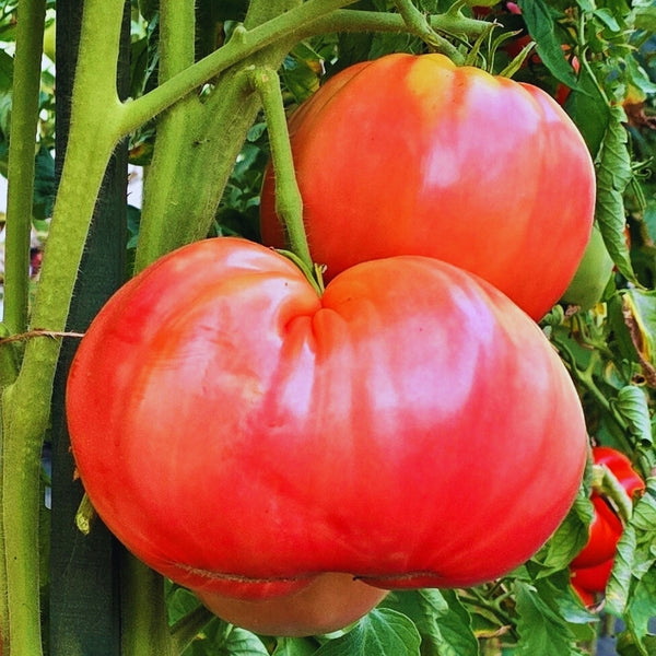 Caspian Tomato Seeds (25 Plants)