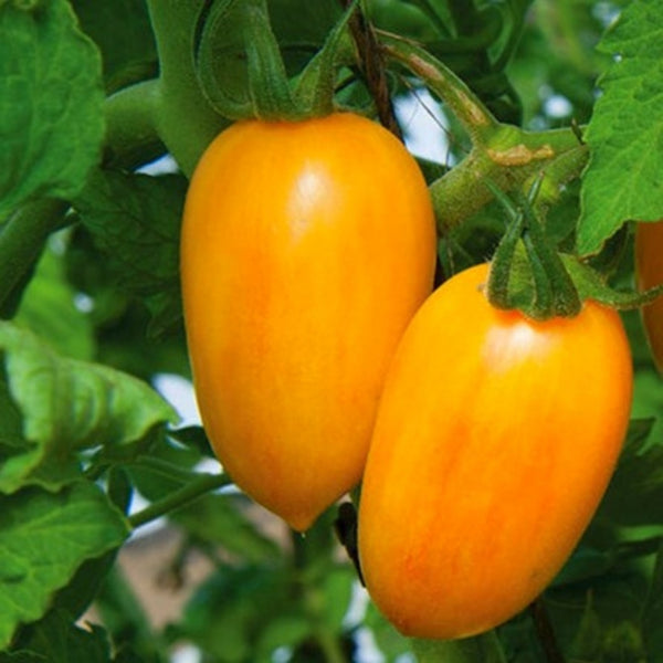 Blush Tiger Tomato Seeds (25 Seeds)