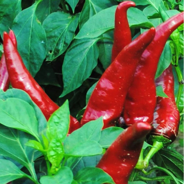 Sweet Melrose Pepper Seeds (15 Seeds)