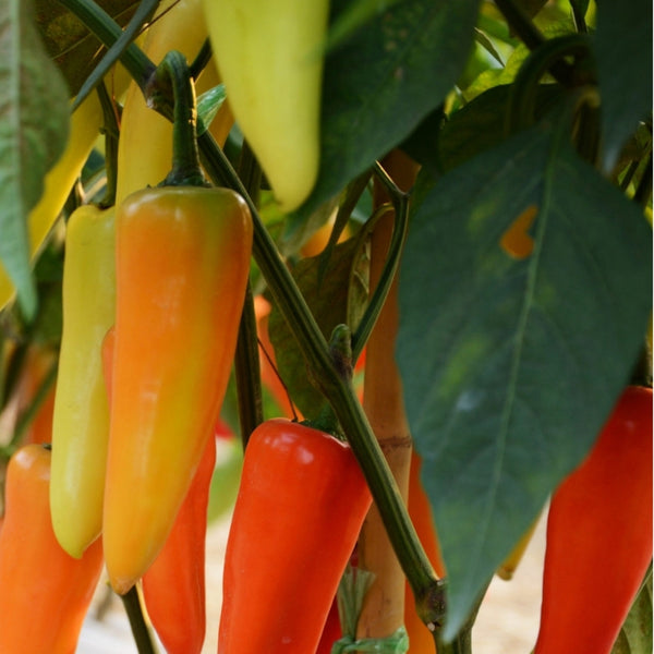 Cascabella Pepper Seeds (15 Seeds)