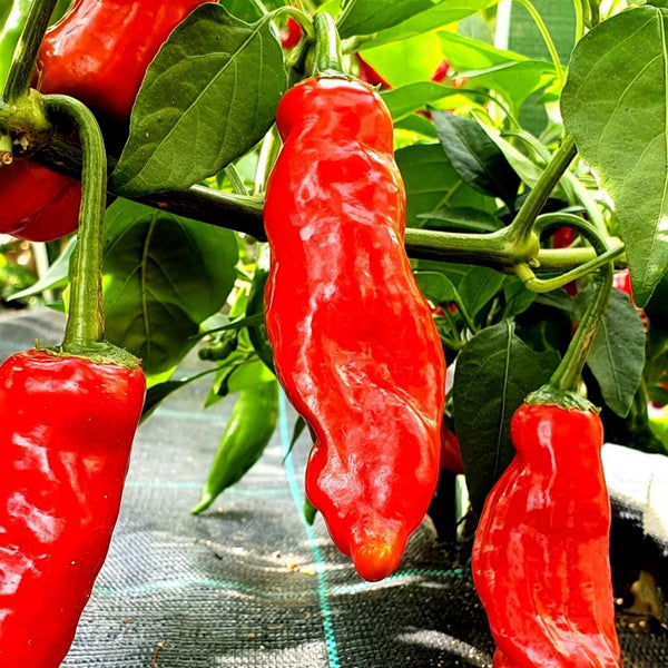 Aji Strawberry Drop Pepper Seeds (15 Seeds)