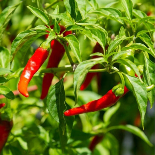 Cowhorn Pepper Seeds (15 Seeds)