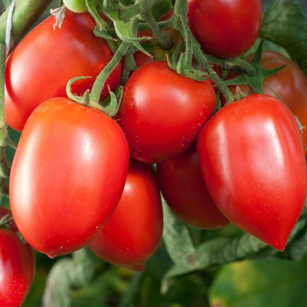 Health Kick Tomato Seeds (25 Seeds)