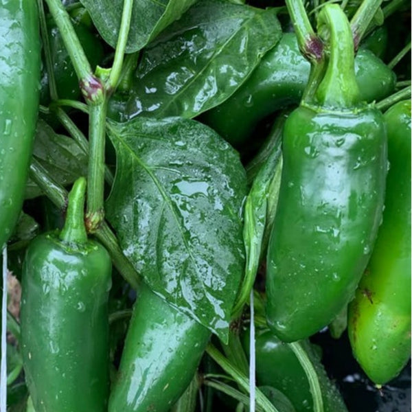 Grande Jalapeño Pepper Seeds (15 Seeds)