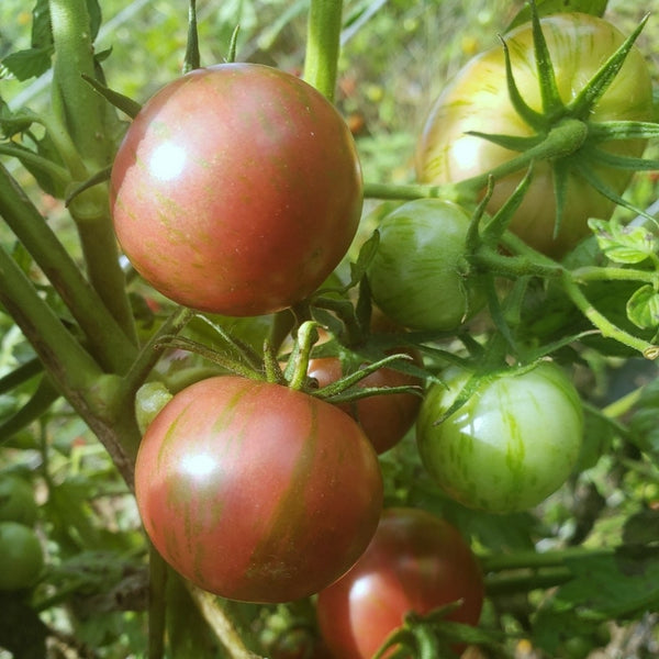 Purple Bumblebee Tomato Seeds (25 Seeds)