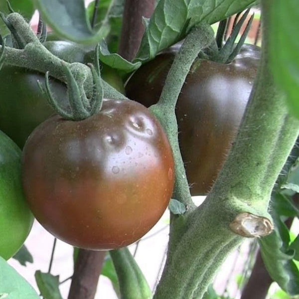 Black Prince Tomato Plant (25 Seeds)