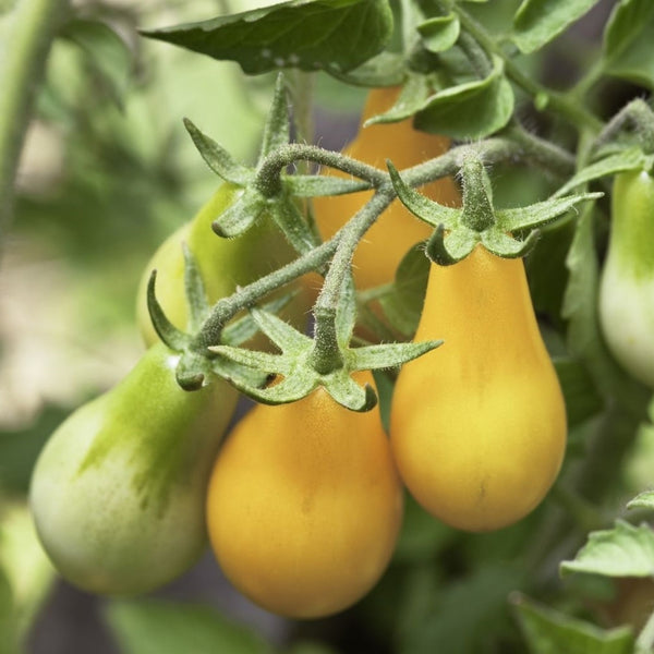 Yellow Pear Tomato Seeds (25 Seeds)