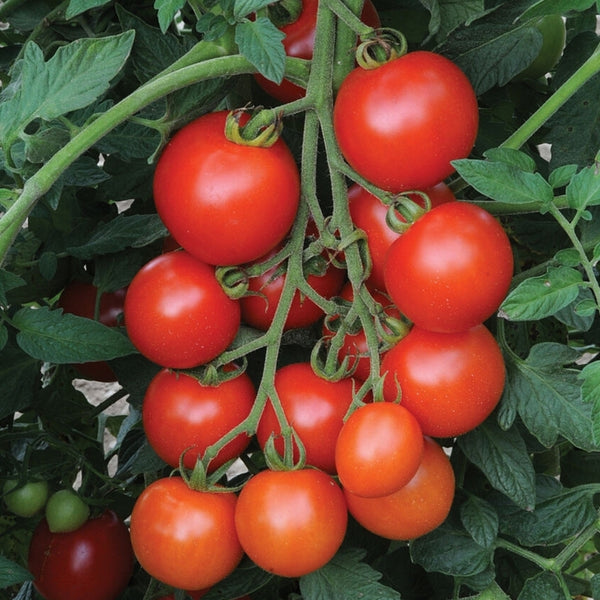 Mountain Magic Tomato Seeds (25 Seeds)