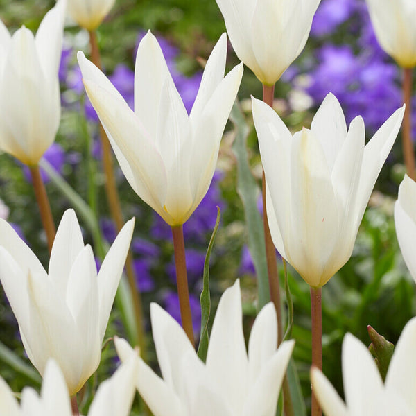 Clusiana Sylvia Tulip Bulbs Pre-Order