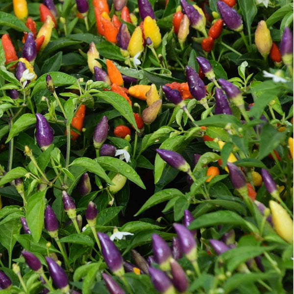 Numex Rainbow Pepper Seeds (15 Seeds)