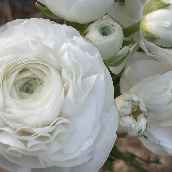 White Shades Ranunculus Bulbs Pre-Order