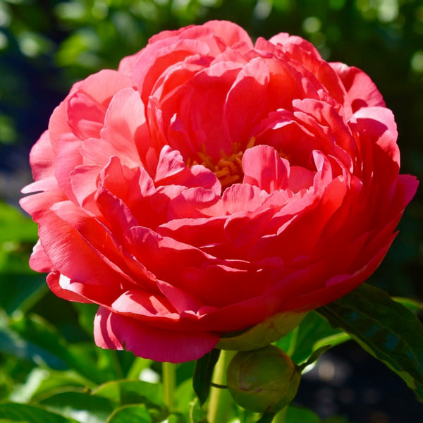 Coral Sunset Peony Bulb Pre-Order