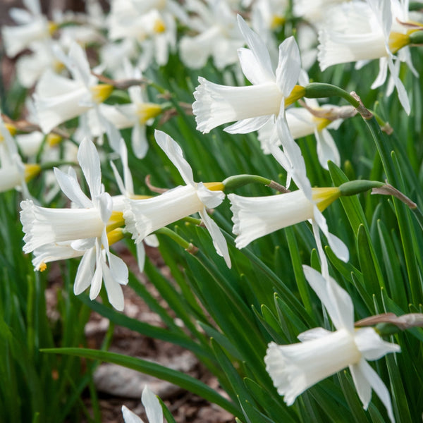 Mini Daffodil "Elka" Bulbs Pre-Order