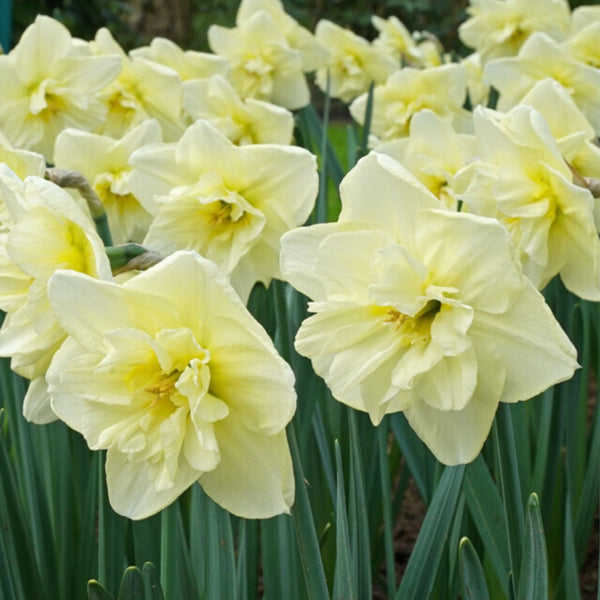 Dancing in the Moonlight Daffodil Bulb Pre-Order