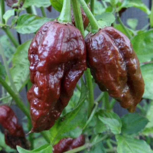 Chocolate Ghost Pepper (15 Seeds)