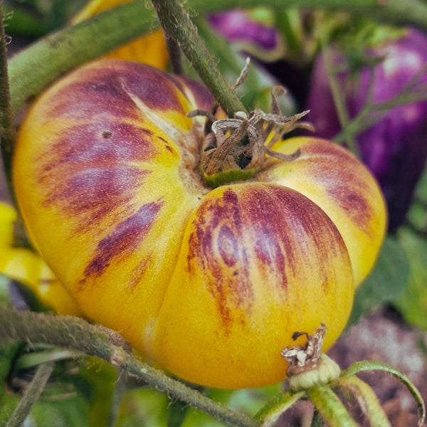 Sart Roloise Tomato Seeds (25 Seeds)