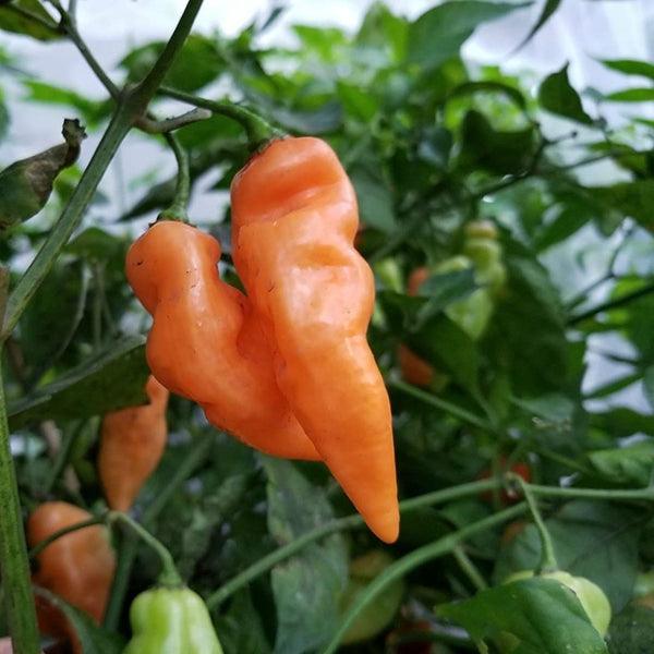 Habanada Pepper Seeds (15 Seeds)