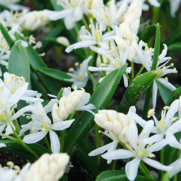 Scilla siberica alba Bulbs Pre-Order