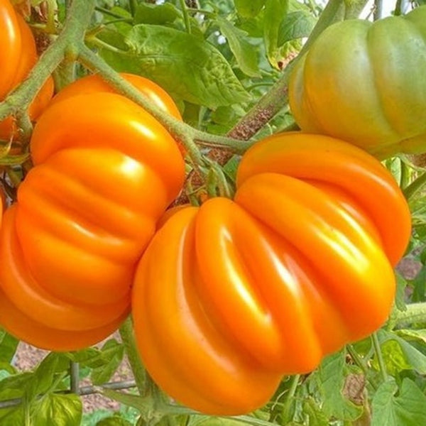 Orange Accordion Tomato Seeds (15 Seeds)