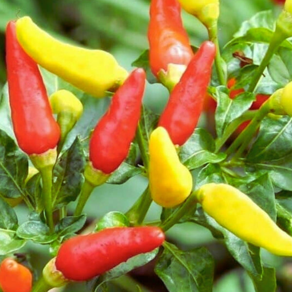 Tabasco Pepper Seeds (15 Seeds)