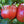 German Pink Tomato Seeds (25 Seeds)