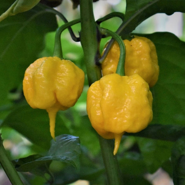 Yellow Reaper Pepper Seeds (15 Seeds)