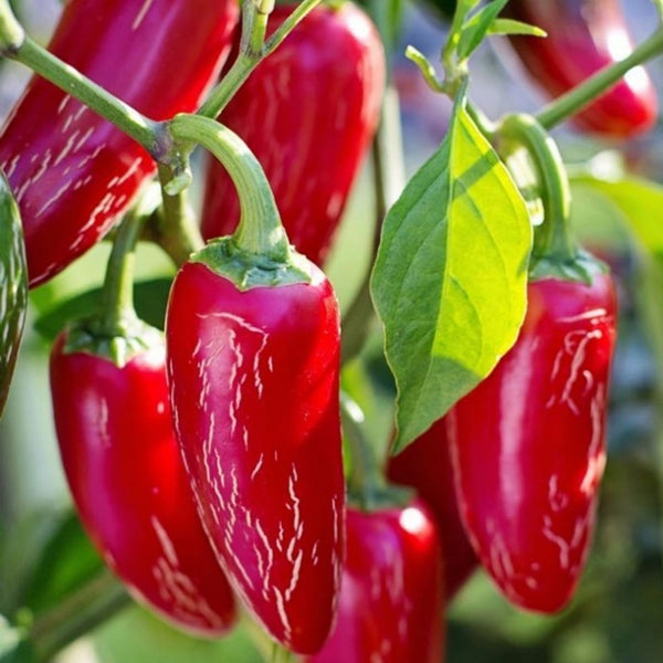 Red Jalapeño Pepper Seeds (15 Seeds)