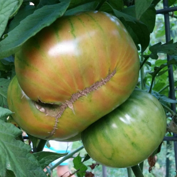 Aunt Ruby's German Green Tomato Seeds (25 Seeds)