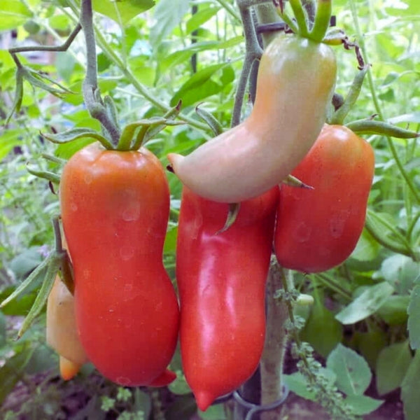 Jersey Devil Tomato Seeds (25 Seeds)