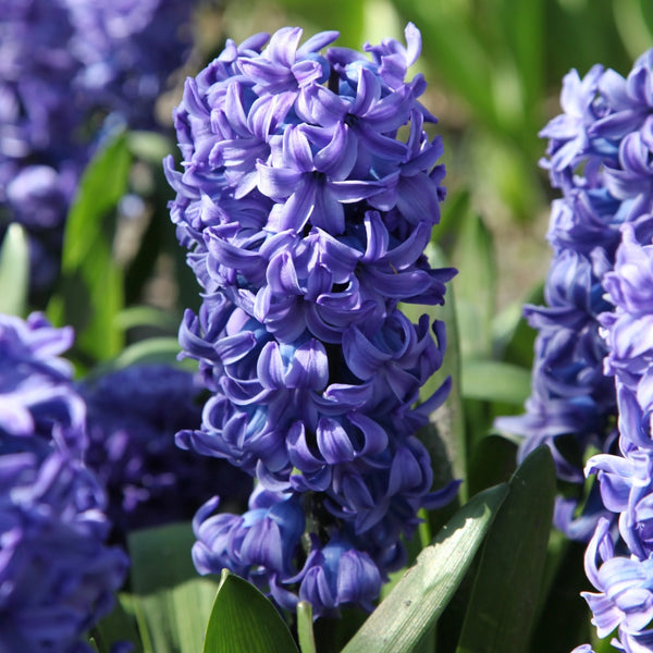 Delft Blue Hyacinth Bulbs Pre-Order