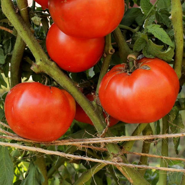 Beefsteak Tomato Seeds (25 Seeds)