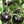 Black Beauty Tomato Seeds (25 Seeds)