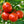 Heatmaster Tomato Seeds (25 Seeds)