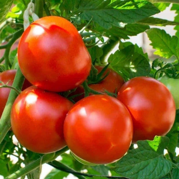 Heatmaster Tomato Seeds (25 Seeds)