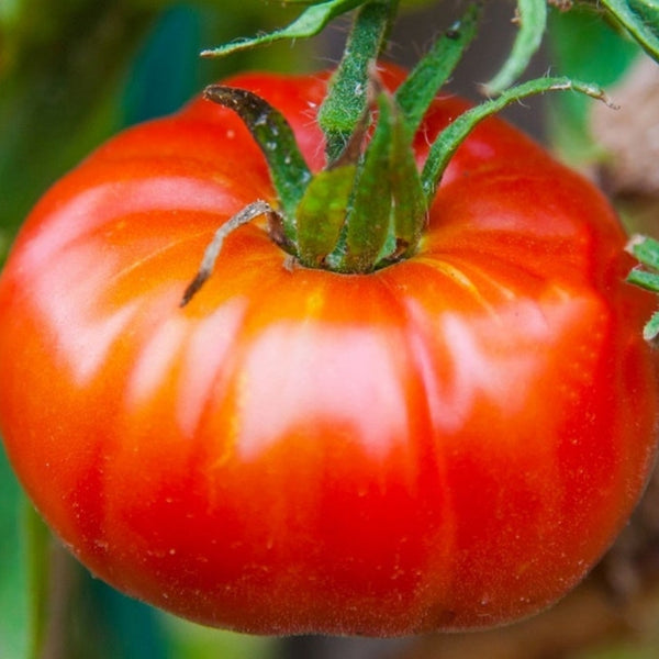 Abraham Lincoln Tomato Seeds (25 Seeds)