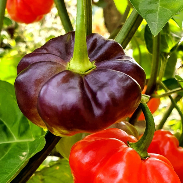 Aji Cachucha Pepper Plant (1 Plant)