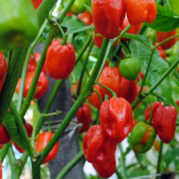 Aji Dulce Pepper Plant (1 Plant