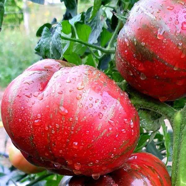 Berkeley Tie Dye Tomato Plant (1 Plant)