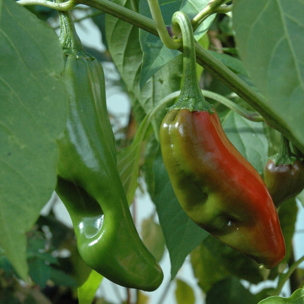 Big Jim Pepper Plant (1 Plant)