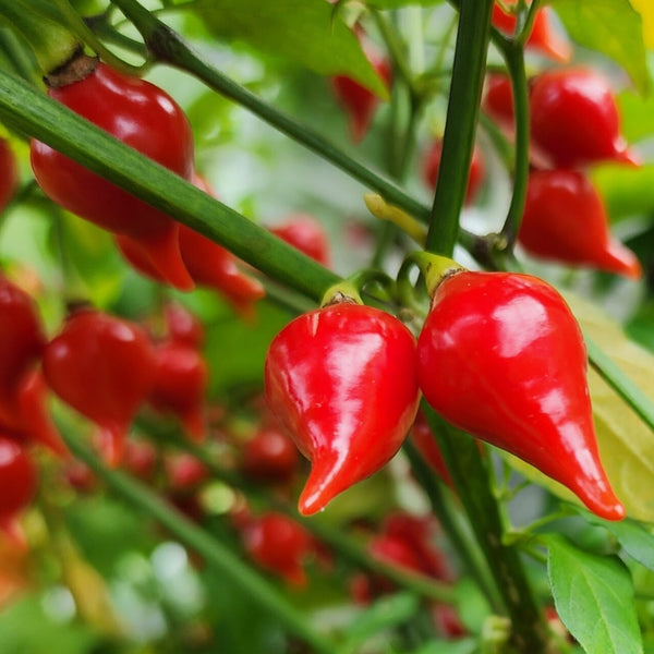 Biquinho Pepper Plant (1 Plant)