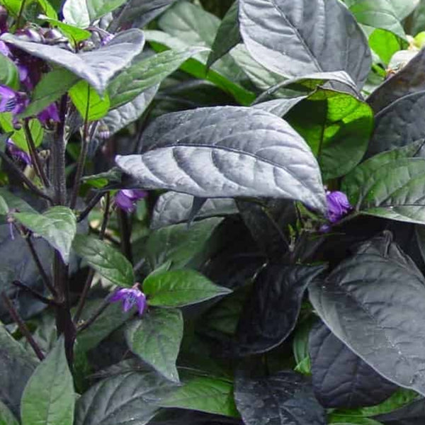 Black Pearl Ornamental Pepper (1 Plant)