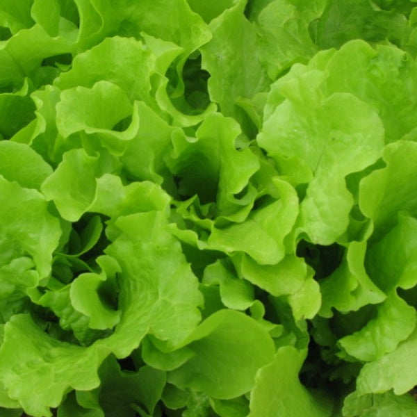 Black Seeded Simpson Lettuce Plants (6 Plants)